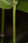 Bosc's panicgrass